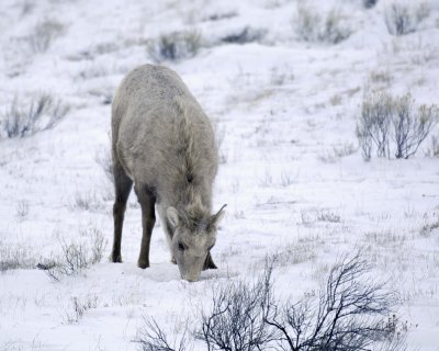 Sheep, Rocky Mountain, Lamb-123107-Elk Refuge Road, Jackson Hole, WY-#0184.jpg
