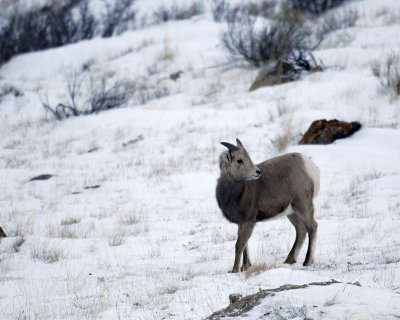 Sheep, Rocky Mountain, Lamb-123107-Elk Refuge Road, Jackson Hole, WY-#0201.jpg