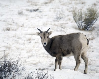 Sheep, Rocky Mountain, Lamb-123107-Elk Refuge Road, Jackson Hole, WY-#0211.jpg