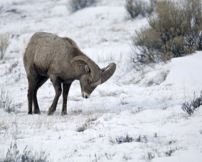 Sheep, Rocky Mountain, Ram, pawing snow-123107-Elk Refuge Road, Jackson Hole, WY-#0086.jpg
