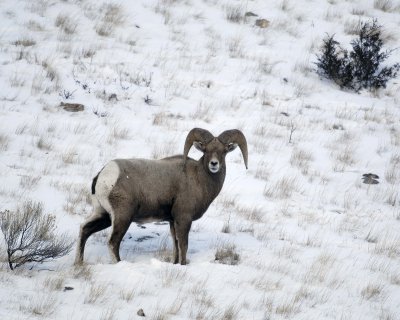 Sheep, Rocky Mountain, Ram-123107-Elk Refuge Road, Jackson Hole, WY-#0104.jpg