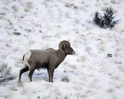 Sheep, Rocky Mountain, Ram-123107-Elk Refuge Road, Jackson Hole, WY-#0117.jpg