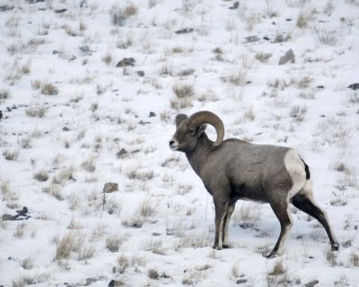 Sheep, Rocky Mountain, Ram-123107-Elk Refuge Road, Jackson Hole, WY-#0157.jpg