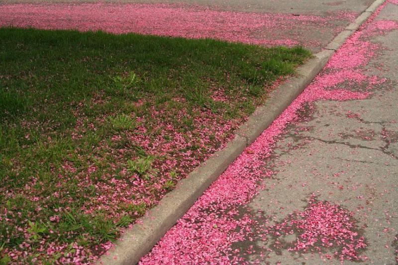 think pink