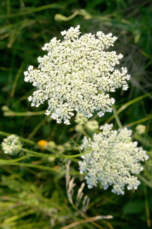 IMG_0559 Carotte  Moreau - Queen Anne lace