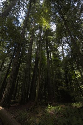 Western Red Cedars