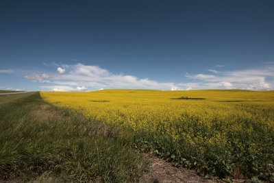 _MG_2193 canola field near Drumheller