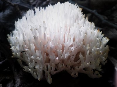 Mushrooms 2011