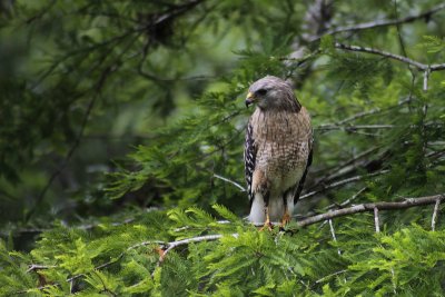 Buse à épaulettes / Red shouldered Hawk