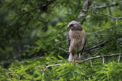 Buse  paulettes / Red shouldered Hawk