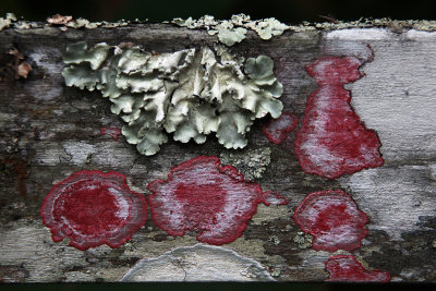 Beaut naturelle (au moins 3 sortes de lichens)