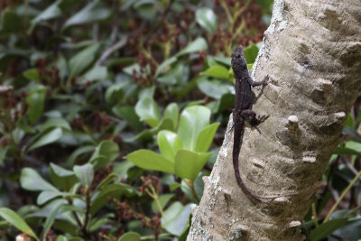 Brown Anole (mais le nom Anatole serait mieux (?))