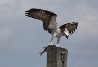 Osprey - Balbusard