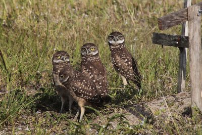 Burrowing Owls / Chevches des terriers