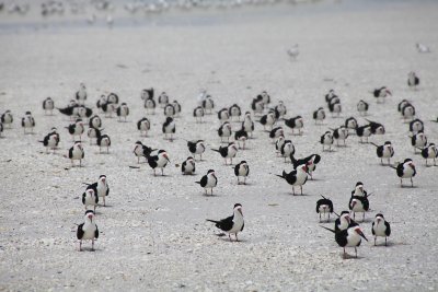 Black skimmers / Bec-en-ciseaux noir