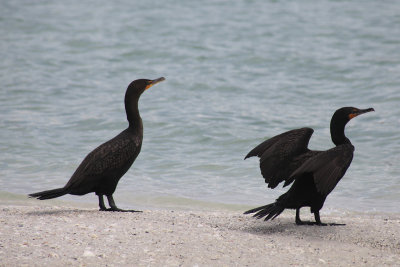 Double crested cormorant / Cormoran  aigrettes