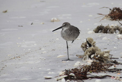 Chevalier  / Spotted Sandpiper