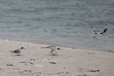 _MG_0815 Least terns - petites sternes