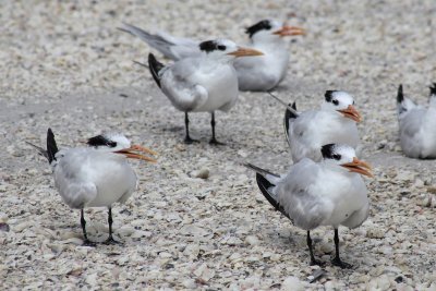 _MG_0783 Royal terns, winter plumage