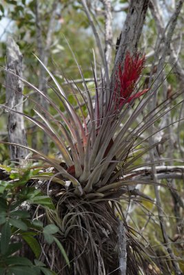 _MG_4347 Tillandsia fasiculata - air plant.jpg