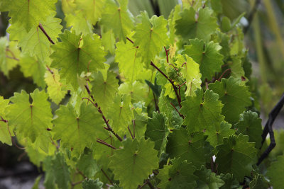 Vitis rotundifolia, a.k.a. fox grape or muscadine grape.  