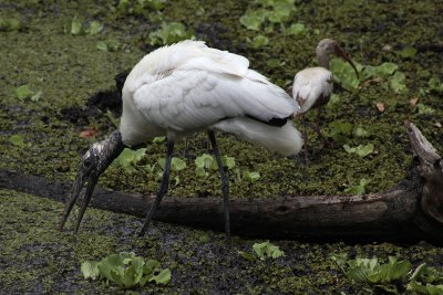 Wood stork - Tantale d'Amérique (Mycteria americana) & ibis