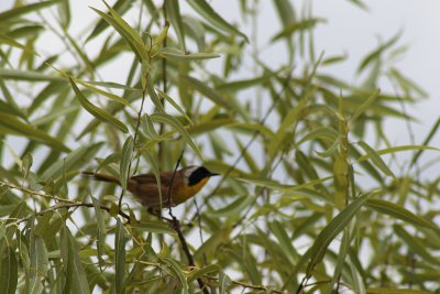 Common yellowthroat - paruline masquée (Geothlypis trichas)