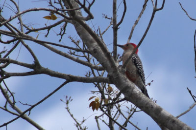 Red bellied woodpecker - Pic  ventre roux (Melanerpes carolinus)
