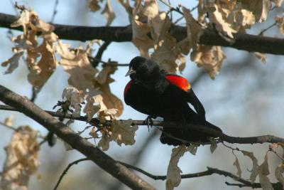 carouge - redwing blackbird