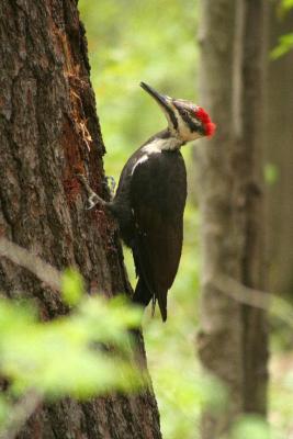 grand pic - piliated woodpecker