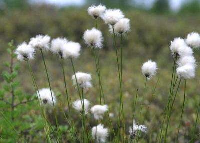linaigrette - cotton grass