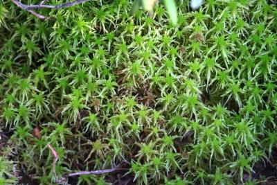 mousse de sphaigne - sphagnum moss