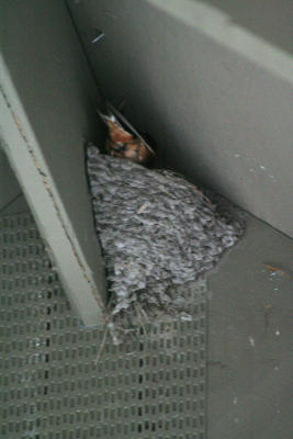 nid d'hirondelle - barn swallow nest