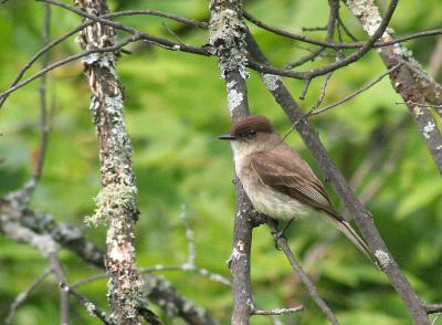 IMG_0102 Moucherolle phbi - Eastern phoebe - Sayornis phoebe