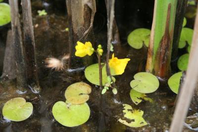 IMG_0169 Utriculaire vulgaire - common bladderwort - Utricularia macrorhyza