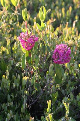 IMG_7415 bog laurel.jpg