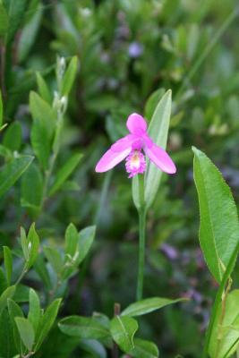 IMG_8024 Pogonie langue-de-serpent, Rose pogonia, Pogonia ophioglossoides.jpg