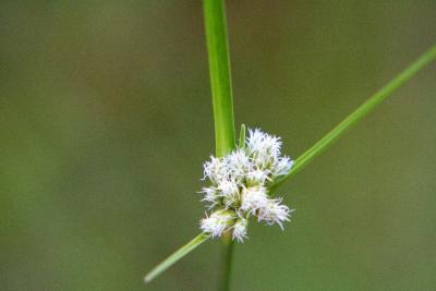 IMG_8033 Linaigrette de Virginie - Virginia cotton-grass - Eriophorum virginicum