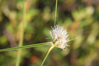 IMG_9166 Linaigrette de Virginie - Virginia cotton-grass - Eriophorum virginicum