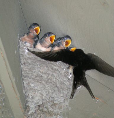 IMG_9182 FEED MEEEE - Barn swallows.jpg