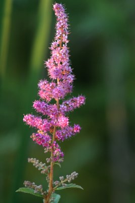 IMG_0126 Spire tomenteuse - Tomentose meadow-sweet - Spirea tomentosa