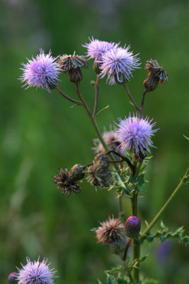 IMG_0388 Chardon des champs - Canada thistle - Cirsium arvense