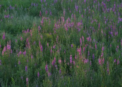 IMG_0398 Salicaires le matin - purple loosestrife