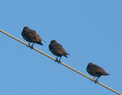 IMG_0575 tourneau sansonnet - Starling - Sturnus vulgaris