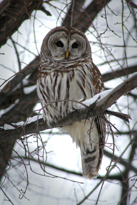 IMG_2836 Chouette raye - Barred owl - Strix varia
