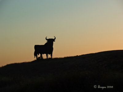 Toro IV