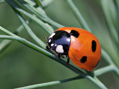 Macro - Insects and Spiders