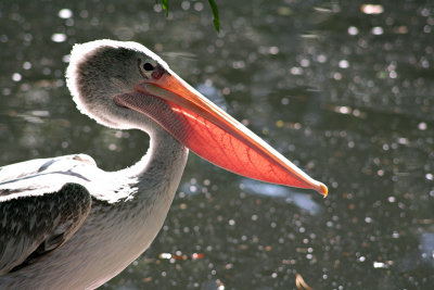 Avifauna Bird Park