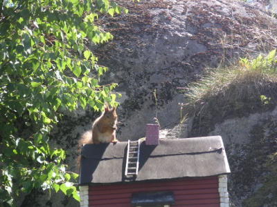 Squirrel
