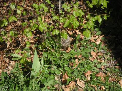 Hedgehogs
